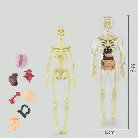 3D Anatomy Model Transparent Body Detachable Color-Coded Organs