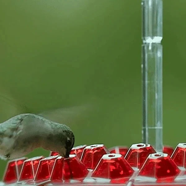 Elegant Hummingbird Nectar Dispenser with Ant Barrier