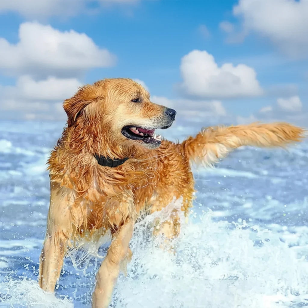 Ultimate Dog Training System with 3300ft Range & 16 Settings