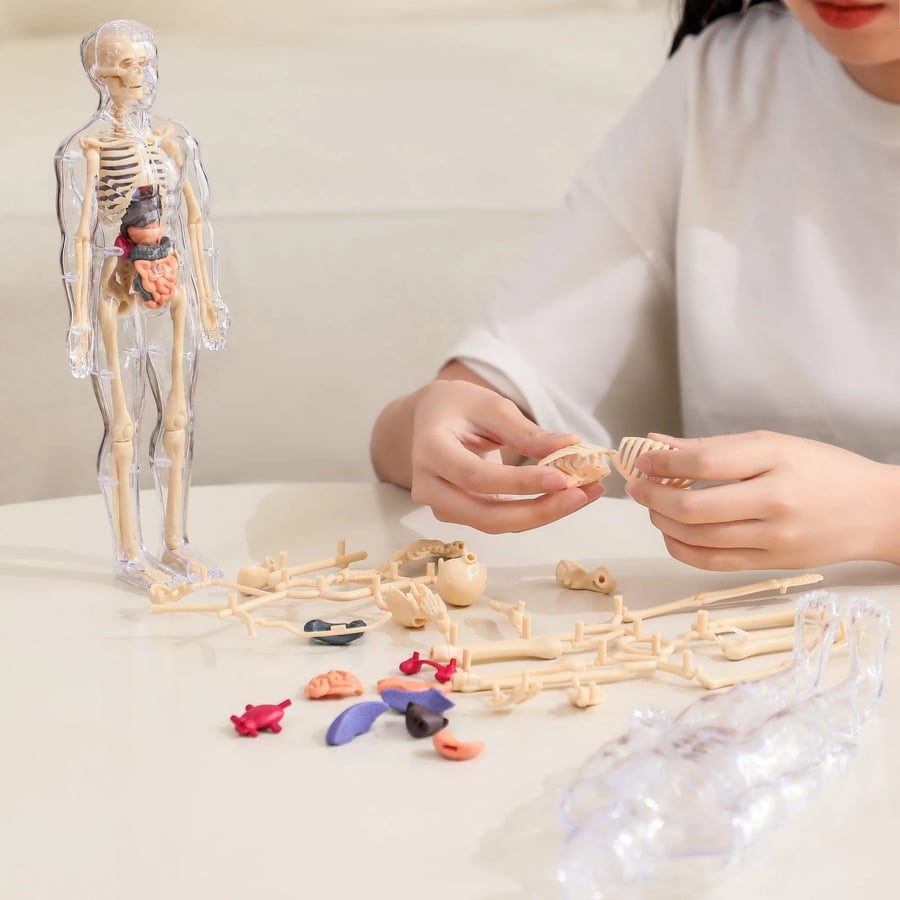 3D Anatomy Model Transparent Body Detachable Color-Coded Organs