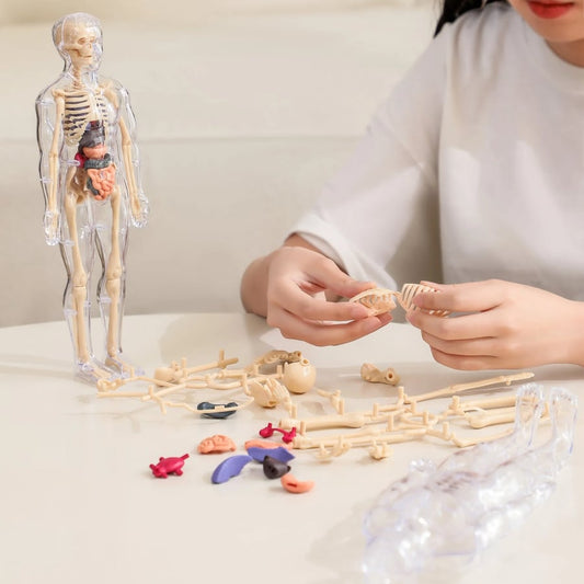 3D Anatomy Model Transparent Body Detachable Color-Coded Organs