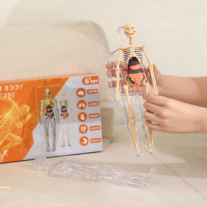3D Anatomy Model Transparent Body Detachable Color-Coded Organs