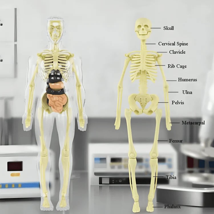 3D Anatomy Model Transparent Body Detachable Color-Coded Organs