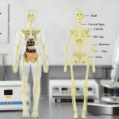 3D Anatomy Model Transparent Body Detachable Color-Coded Organs