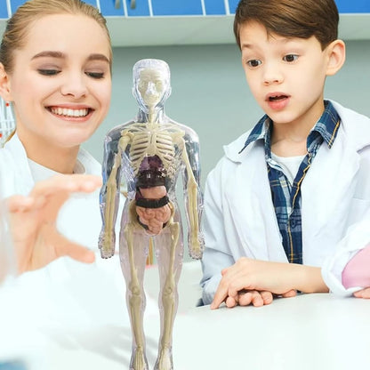 3D Anatomy Model Transparent Body Detachable Color-Coded Organs