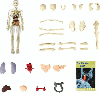 3D Anatomy Model Transparent Body Detachable Color-Coded Organs