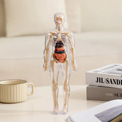 3D Anatomy Model Transparent Body Detachable Color-Coded Organs