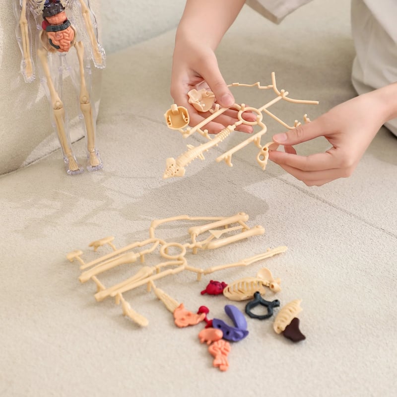 3D Anatomy Model Transparent Body Detachable Color-Coded Organs