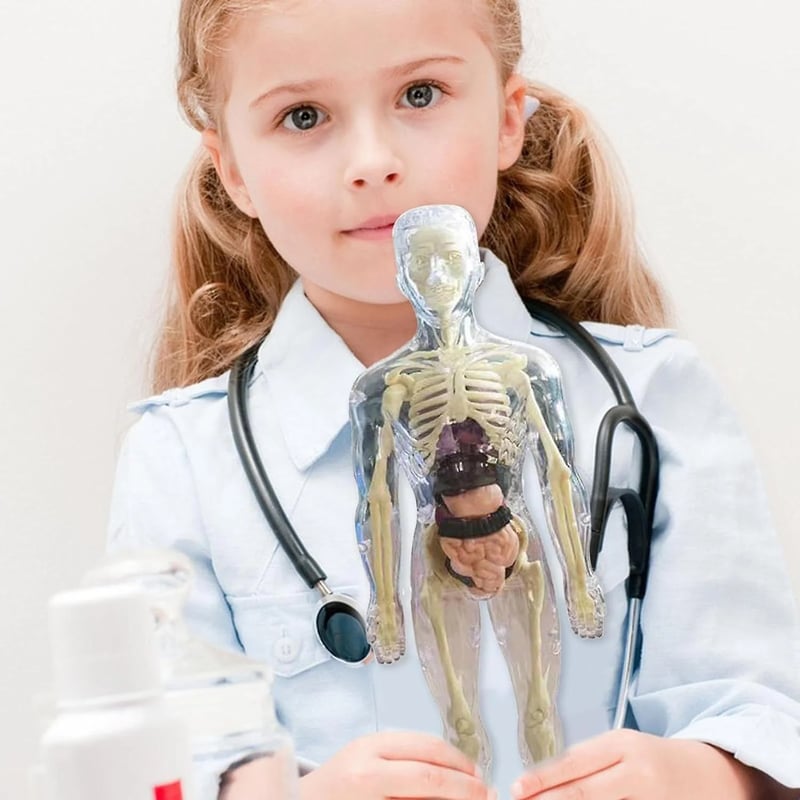 3D Anatomy Model Transparent Body Detachable Color-Coded Organs