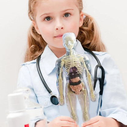 3D Anatomy Model Transparent Body Detachable Color-Coded Organs