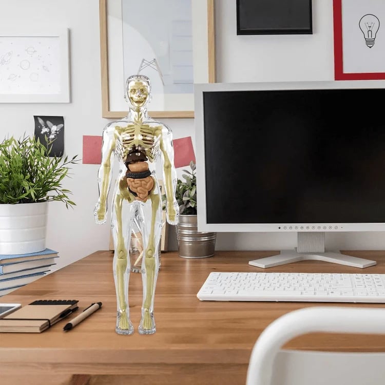 3D Anatomy Model Transparent Body Detachable Color-Coded Organs