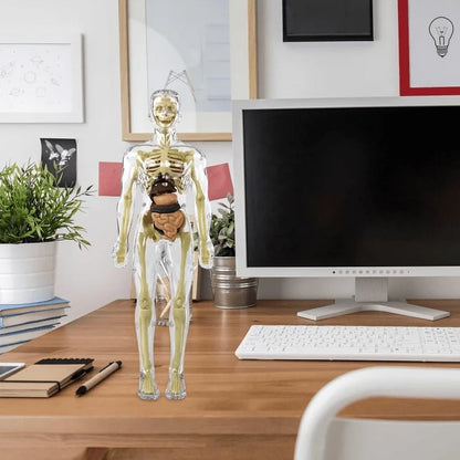 3D Anatomy Model Transparent Body Detachable Color-Coded Organs
