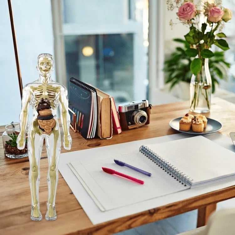 3D Anatomy Model Transparent Body Detachable Color-Coded Organs
