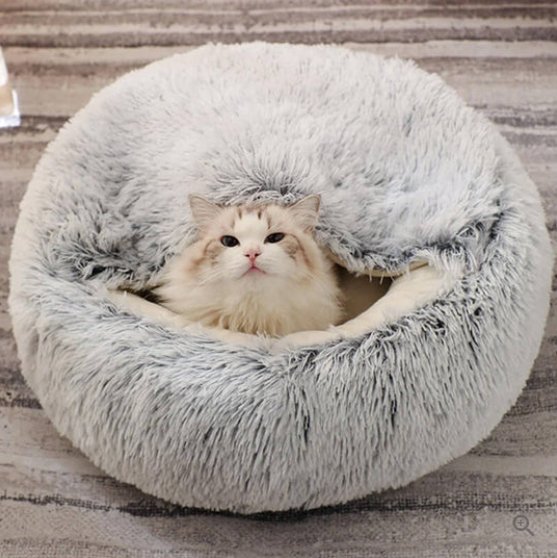 Cat & Small Dog Bed Orthopedic Foam & Raised Rim