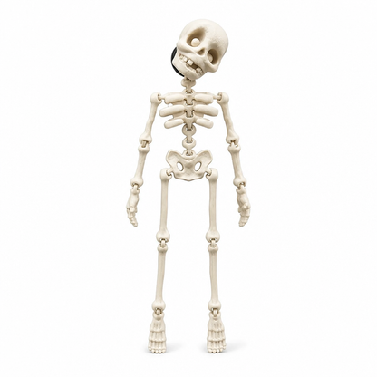 Fridge Magnet Posable Skeleton & Secure Magnetic Hold