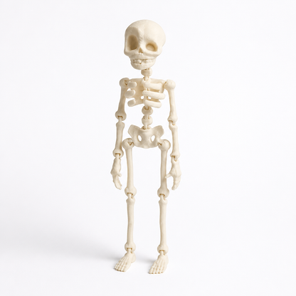Fridge Magnet Posable Skeleton & Secure Magnetic Hold