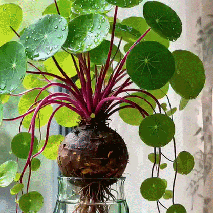Houseplant Stephania Erecta Water-Storing Caudex Set of 3 Bulbs