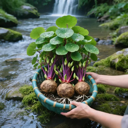 Houseplant Stephania Erecta Water-Storing Caudex Set of 3 Bulbs