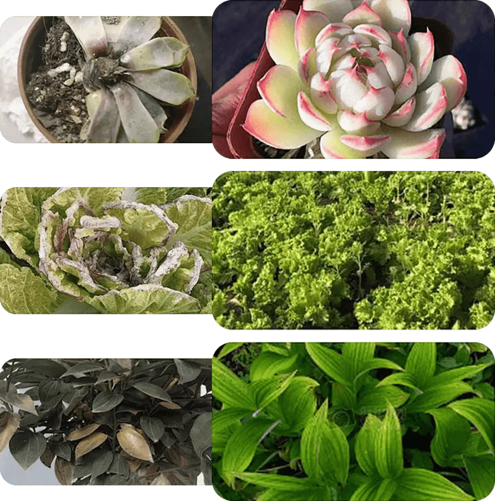 Liquid Plant Activator Root Development & Bloom Booster