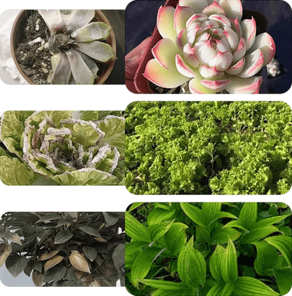 Liquid Plant Activator Root Development & Bloom Booster