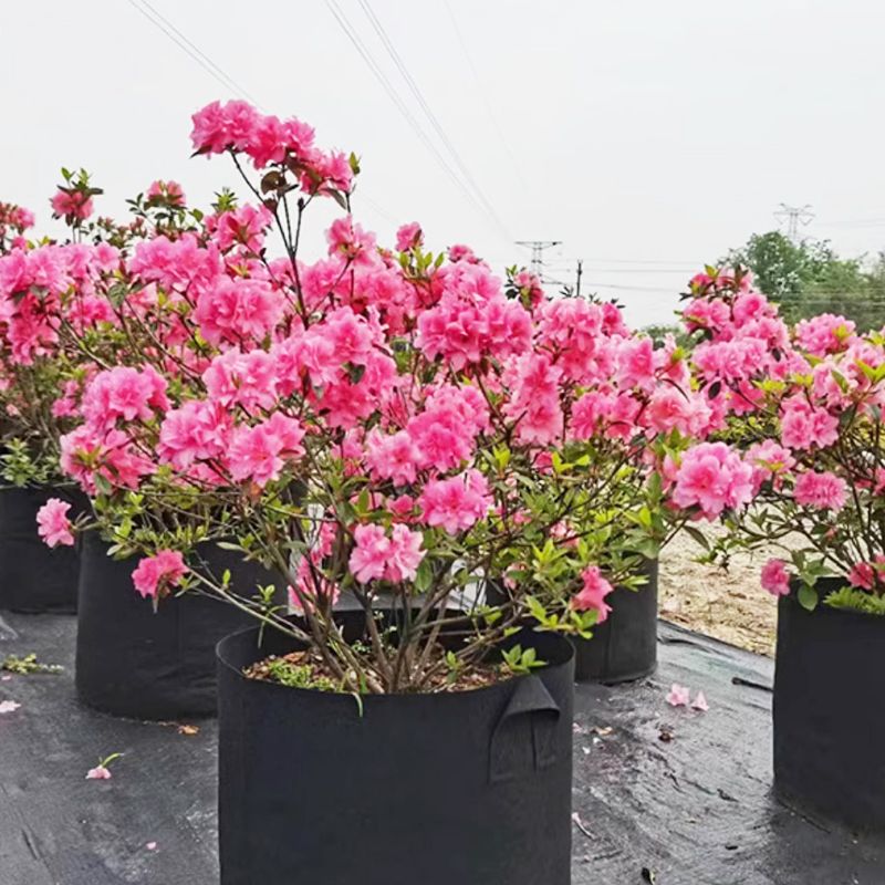 Planting Bag Breathable Felt UV-Resistant Reusable