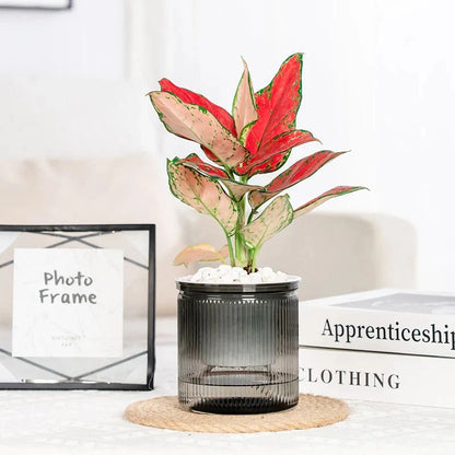 Self-Watering Planter Visible Water Level Large Reservoir