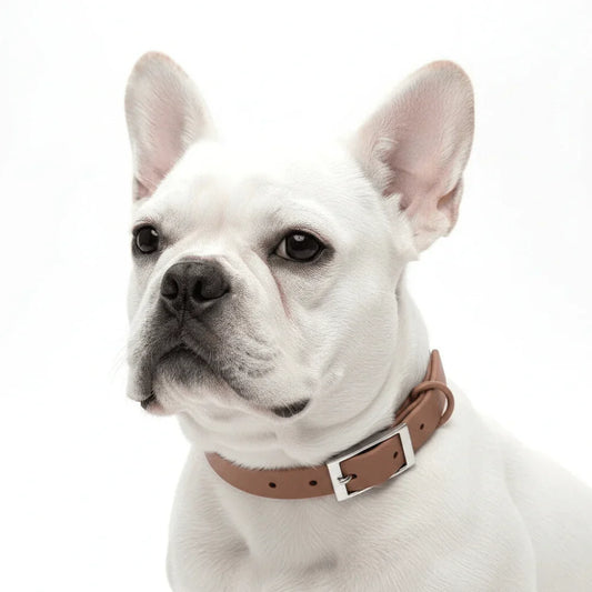 Custom Fit Dog Collar Made with Durable Materials