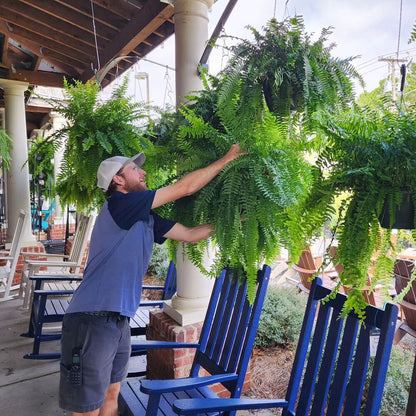 Lifelike Fern Collection with Weather-Resistant Design, 18 Pieces