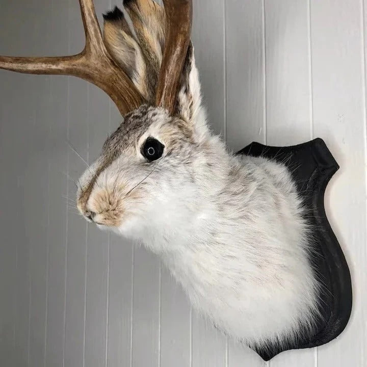 Charming Wall-Mounted Antlered Creature Decor