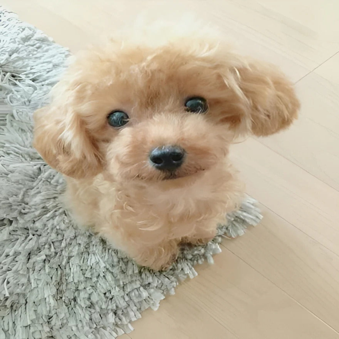 Cuddly Weighted Plush Dog for Ultimate Comfort