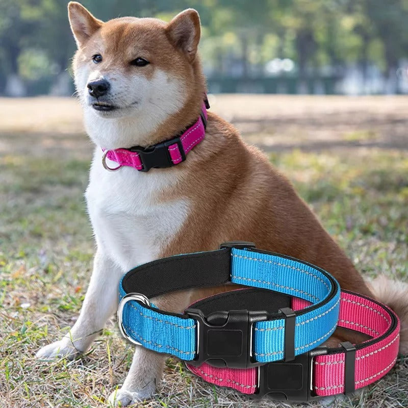 Illuminating Adjustable Dog Collar for Safe Evening Walks
