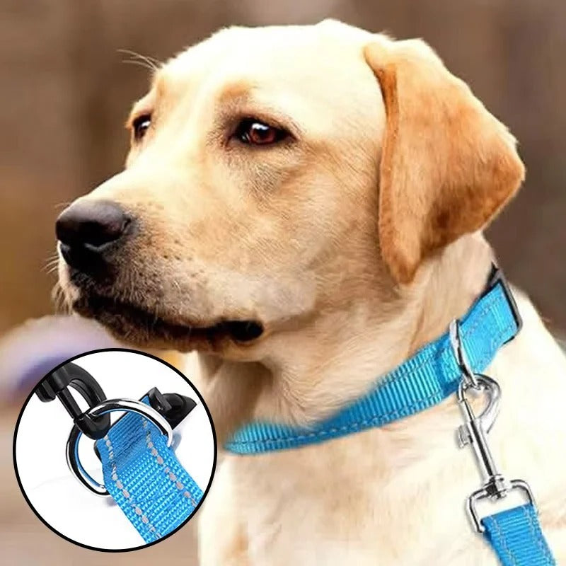 Illuminating Adjustable Dog Collar for Safe Evening Walks