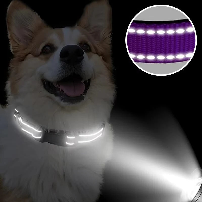 Illuminating Adjustable Dog Collar for Safe Evening Walks