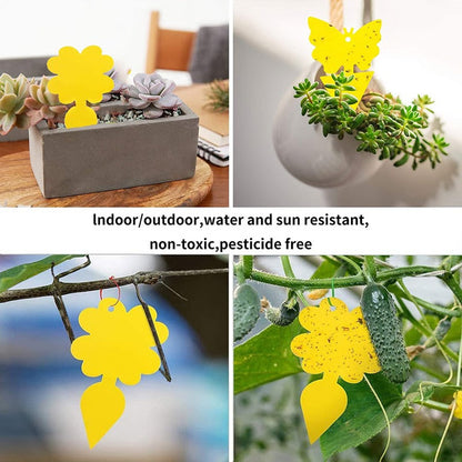 Effective Insect Catching Sticky Traps for Plants
