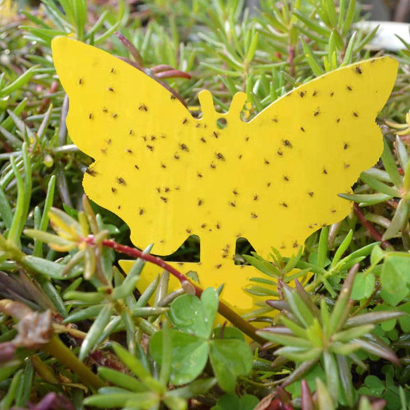 Effective Insect Catching Sticky Traps for Plants