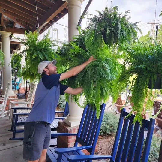 Realistic Outdoor Faux Fern for Vibrant Displays