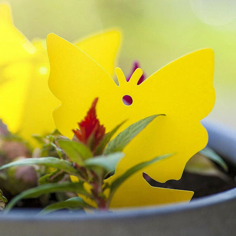 Effective Insect Catching Sticky Traps for Plants