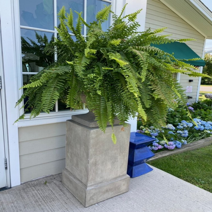 Lifelike Fern Collection with Weather-Resistant Design, 18 Pieces