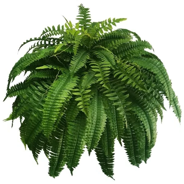 Lifelike Fern Collection with Weather-Resistant Design, 18 Pieces