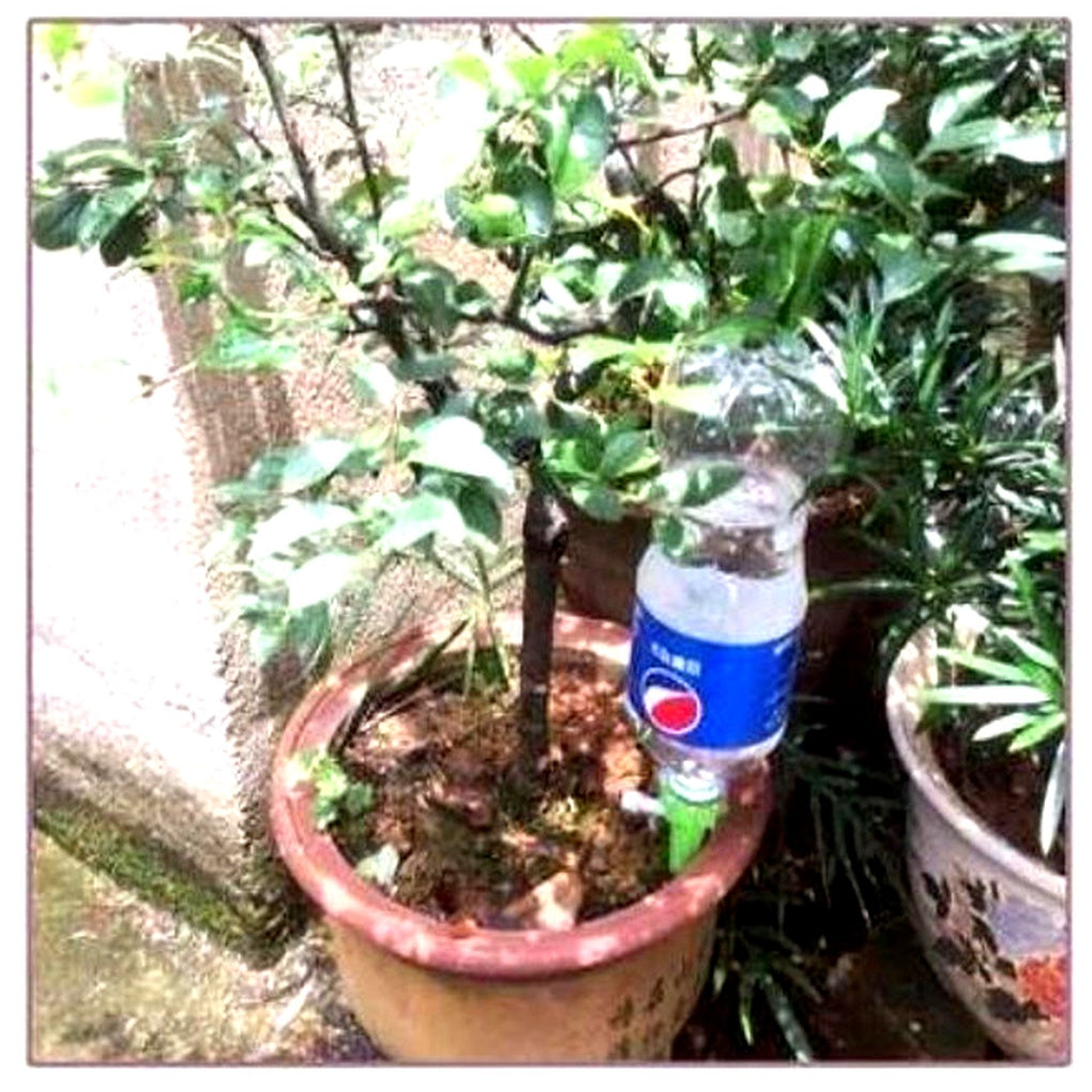 Self-Watering Spikes with Flow Control and Bottle Adapter - 12 Pack